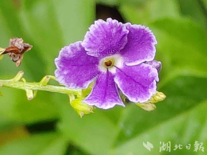 海洋之神免费下载